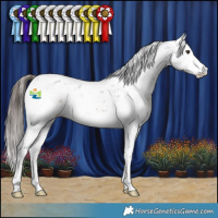 Horse Color:Liver Chestnut Sabino