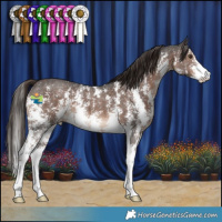 Horse Color:Liver Chestnut Sabino