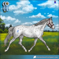 Horse Color:White Spotted Silver Black Appaloosa 