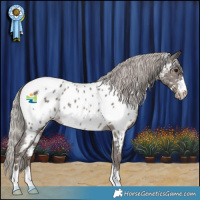 Horse Color:White Spotted Silver Black Appaloosa 