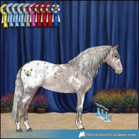 Horse Color:White Spotted Silver Grullo Appaloosa 