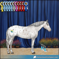 Horse Color:White Spotted Silver Grullo Blanket 