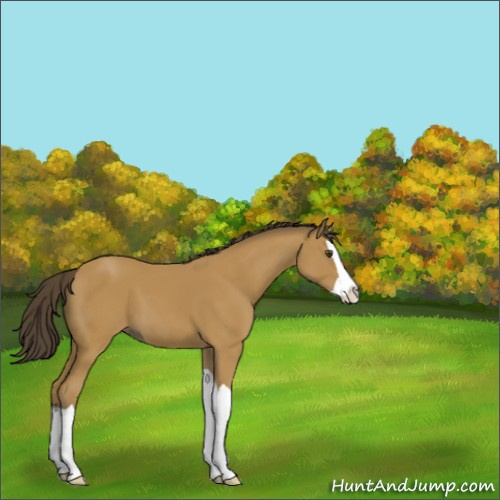 Horse Color:Buckskin Splash 