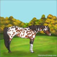 Horse Color:Bay Appaloosa 