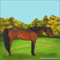Horse Color:Brown 