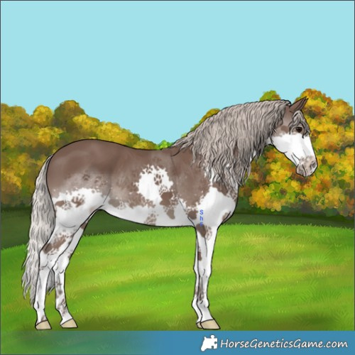 Horse Color:Silver Black Splash 