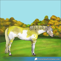 Horse Color:Silver Smoky Grullo Splash 