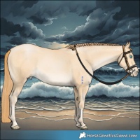 Horse Color:Buckskin Pearl 