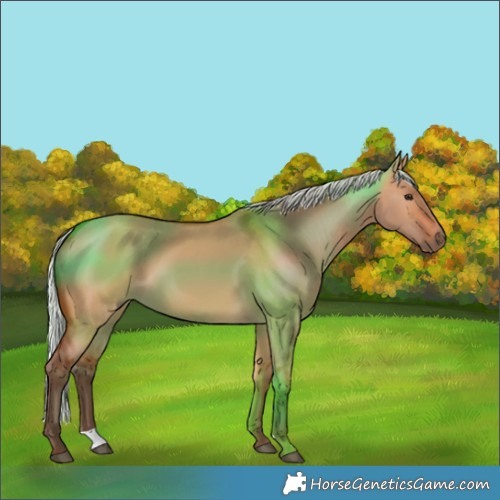 Horse Color:Silver Bay Dun 