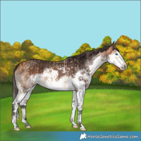 Horse Color:Buckskin Splash and Bay Splash