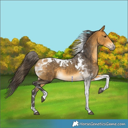 Horse Color:Buckskin Tobiano 