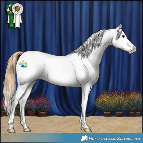 Horse Color:Chestnut Appaloosa 