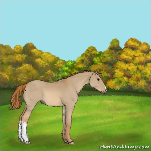Horse Color:Red Dun 