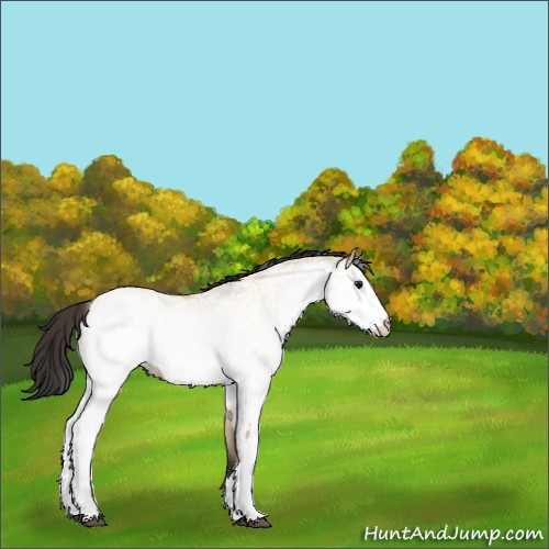 Horse Color:White Spotted Bay Dun 