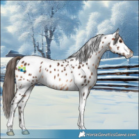 Horse Color:Brown Tobiano Appaloosa 