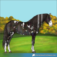 Horse Color:White Spotted Midnight Liver Red Onyx Ice Sabino 