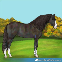 Horse Color:Midnight Bay Ice Onyx 