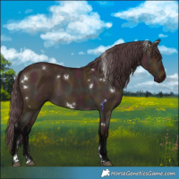 Horse Color:White Spotted Midnight Buckskin Dun 