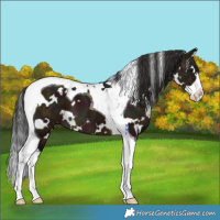 Horse Color:White Spotted Midnight Brown Dun Splash Tobiano 
