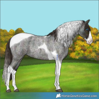 Horse Color:Midnight Buckskin Ice Roan Dun Splash Tobiano 