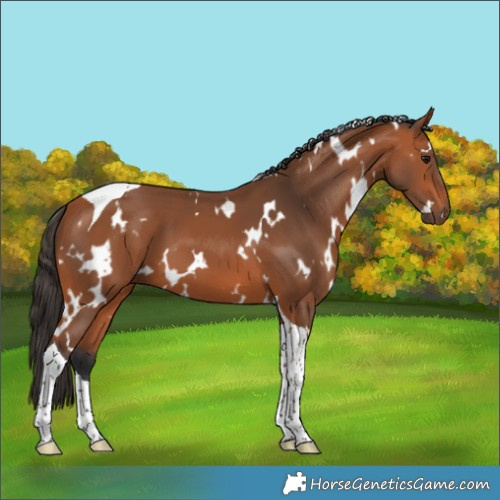 Horse Color:White Spotted Bay Tobiano 