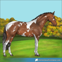Horse Color:White Spotted Bay Tobiano 