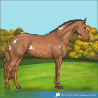 Horse Color:White Spotted Chestnut 