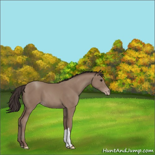Horse Color:Classic Champagne 