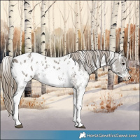 Horse Color:Smoky Grullo Sabino Appaloosa Rabicano 