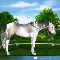 Horse Color:Gray Bay Splash Tobiano Rabicano