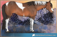 Horse Color:Brown Tobiano 