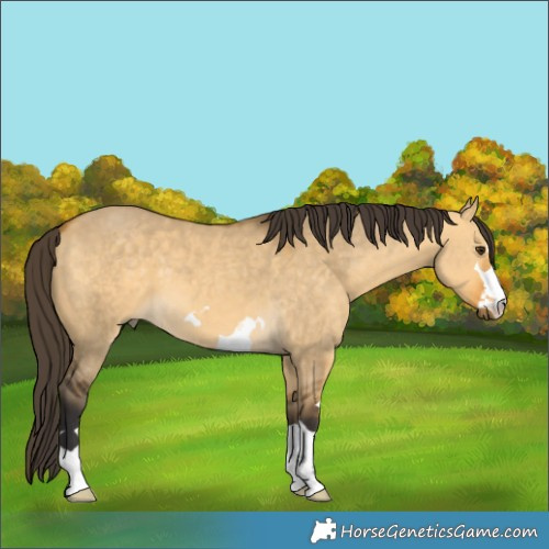 Horse Color:Buckskin Dun 