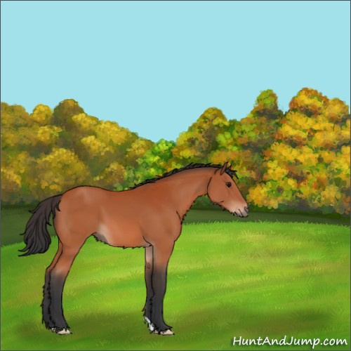 Horse Color:Bay 
