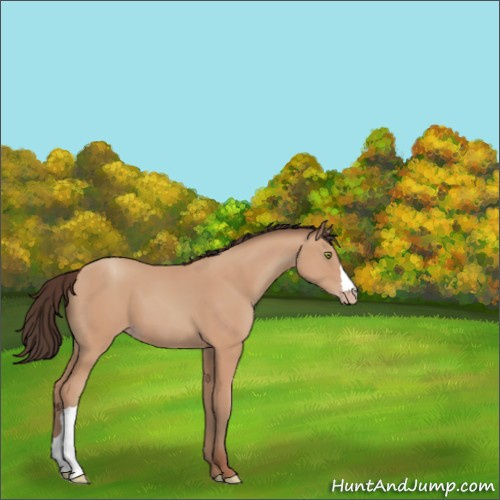 Horse Color:Amber Champagne 