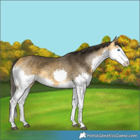 Horse Color:Buckskin Splash 