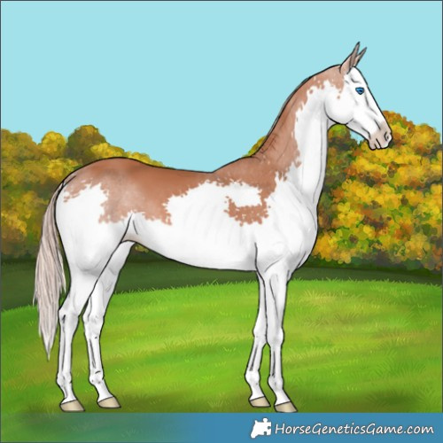 Horse Color:Chestnut Splash 