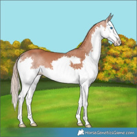 Horse Color:Chestnut Splash 