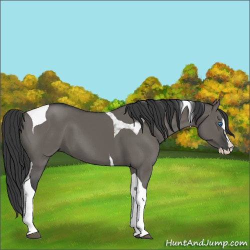 Horse Color:Grullo Splash Tobiano 