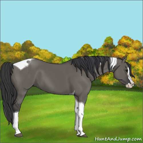 Horse Color:Grullo Splash Tobiano