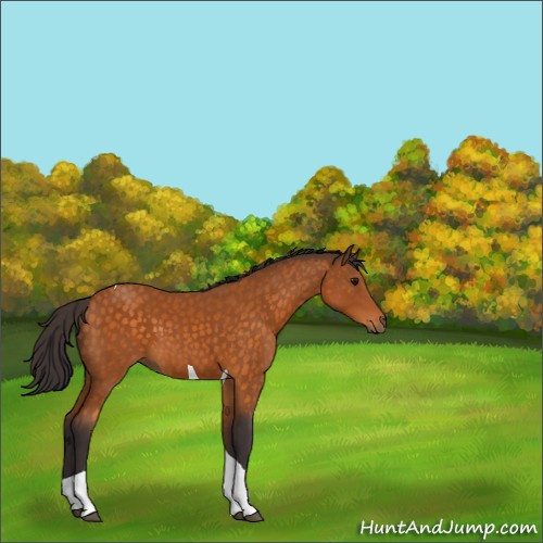 Horse Color:Buckskin Tobiano 