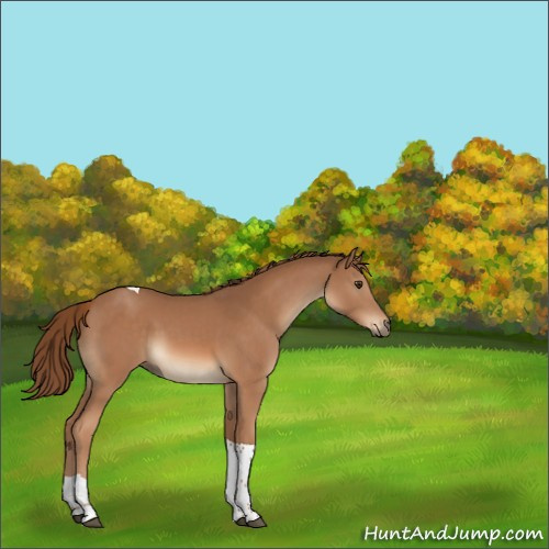 Horse Color:Chestnut Tobiano 