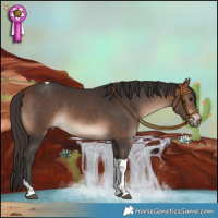 Horse Color:Bay Tobiano 