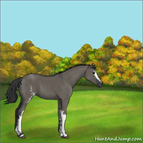 Horse Color:White Spotted Grullo 