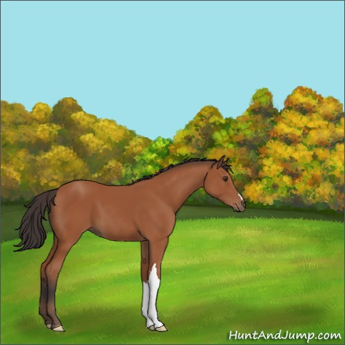 Horse Color:Bay 