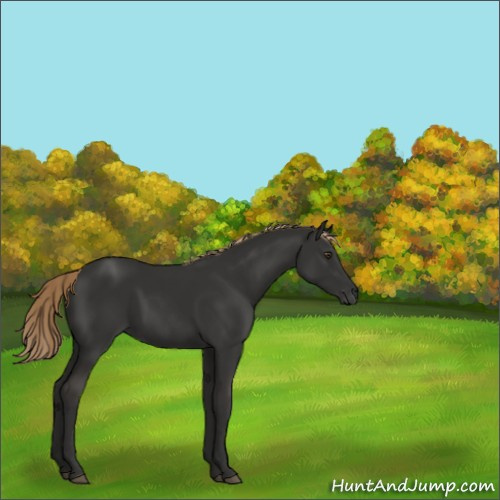 Horse Color:Liver Chestnut 