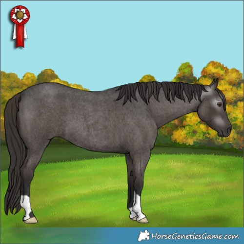 Horse Color:Gray Liver Red Roan 