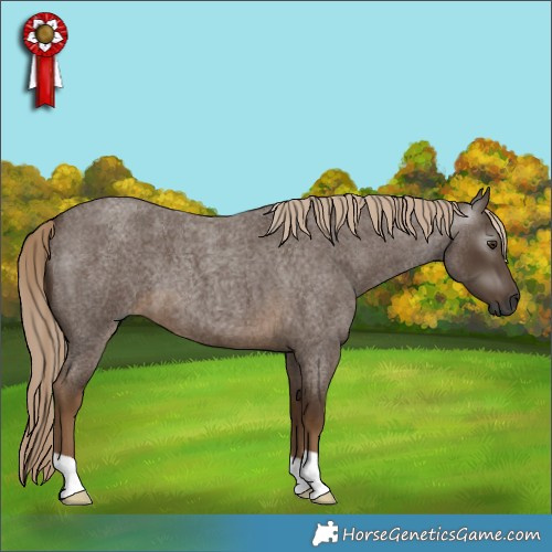 Horse Color:Gray Chocolate Palomino Roan 