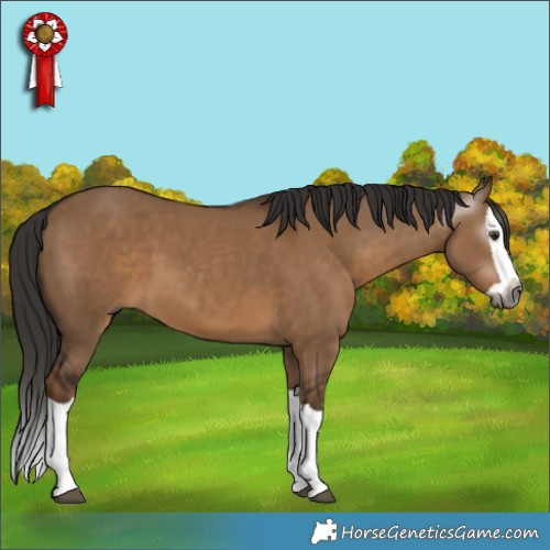 Horse Color:Gray Liver Red Dun Splash 
