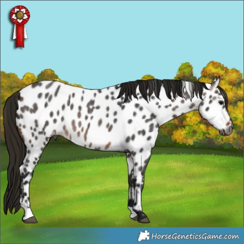 Horse Color:Gray Buckskin Roan Appaloosa Rabicano 