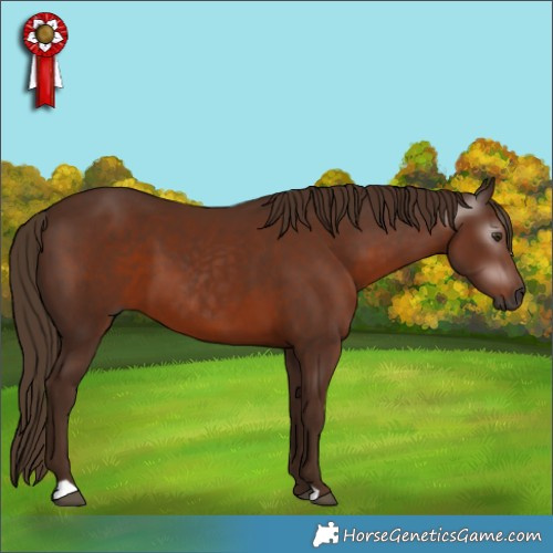 Horse Color:Gray Chestnut 